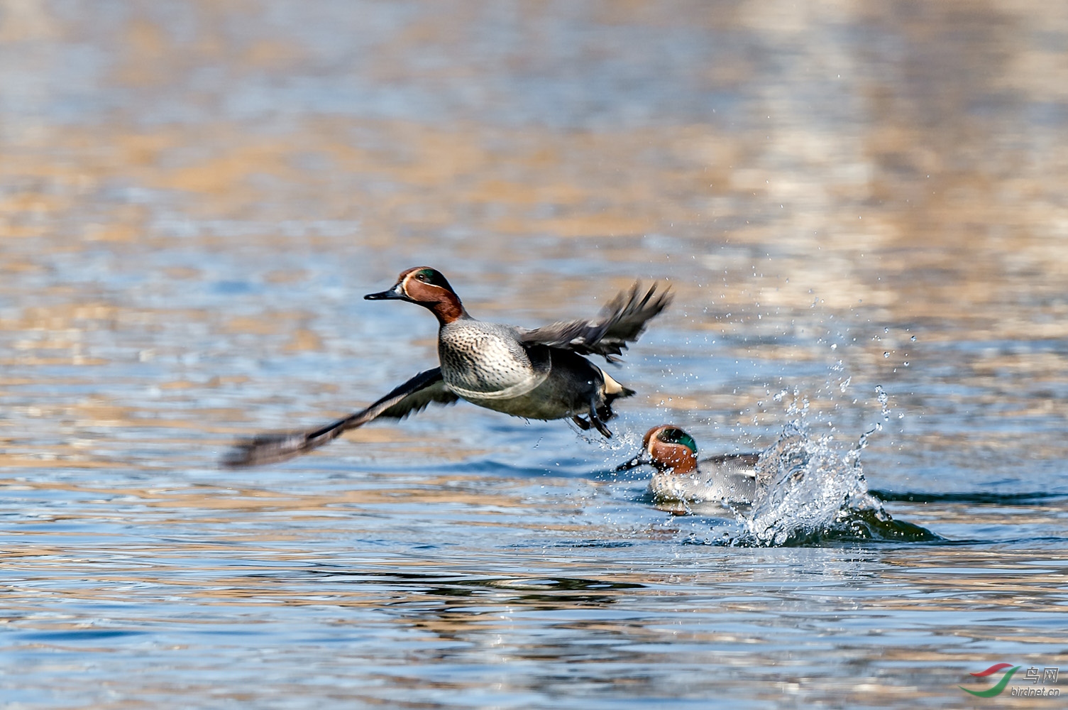 鸭子中的战斗机