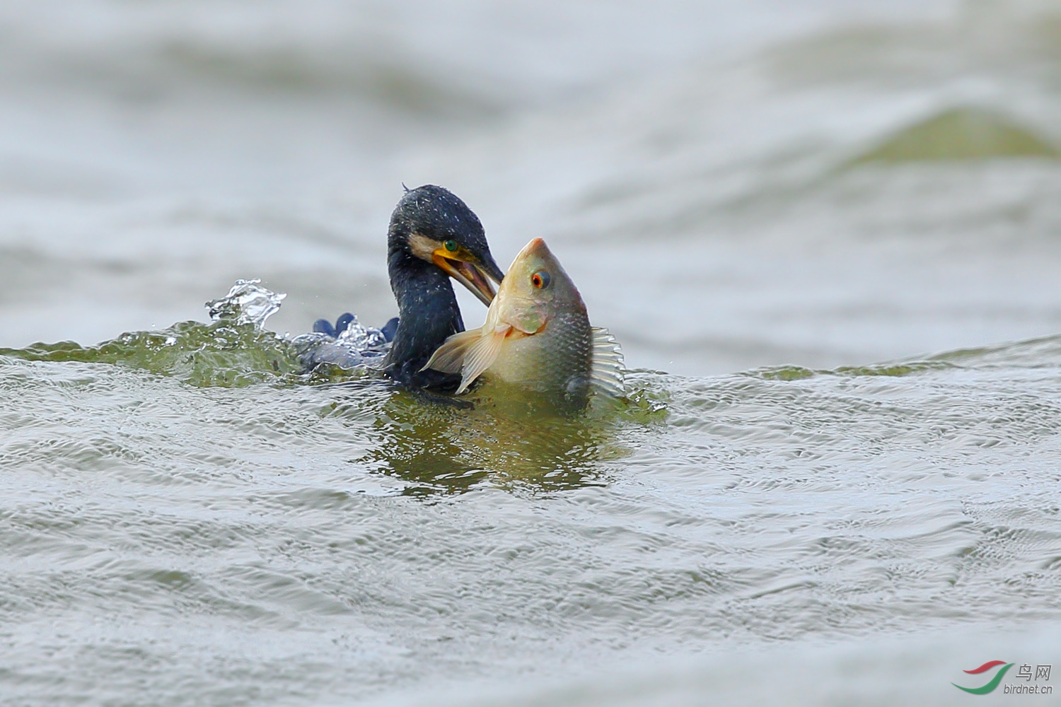逐浪擒鲲二月二龙抬头
