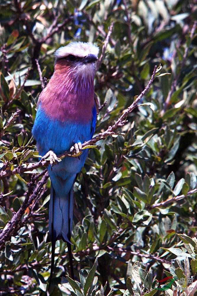 非洲鸟类知识紫胸佛法僧
