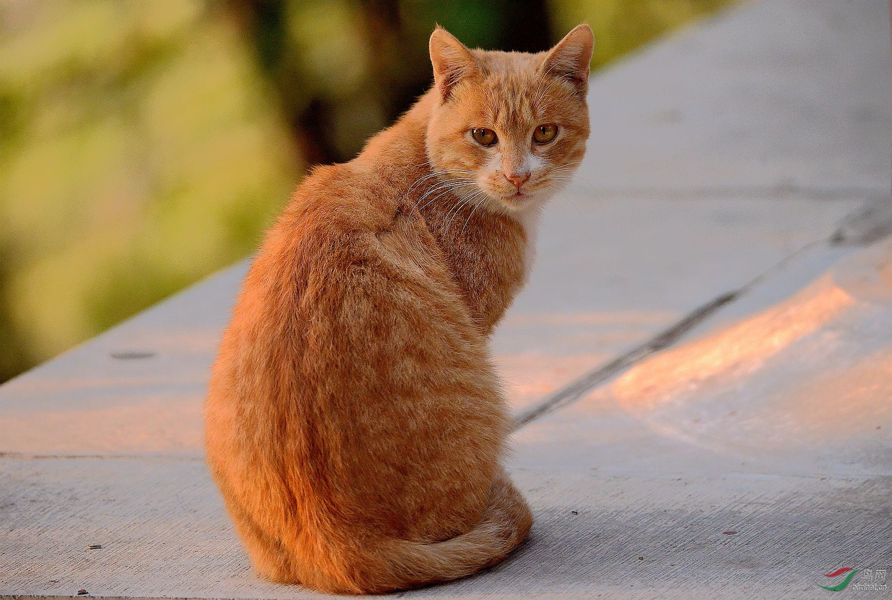 dsc_8570_副本《猫 发片》_副本_副本.jpg