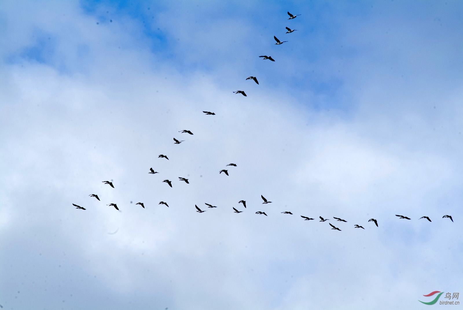 孤雁在天空飞翔图片图片