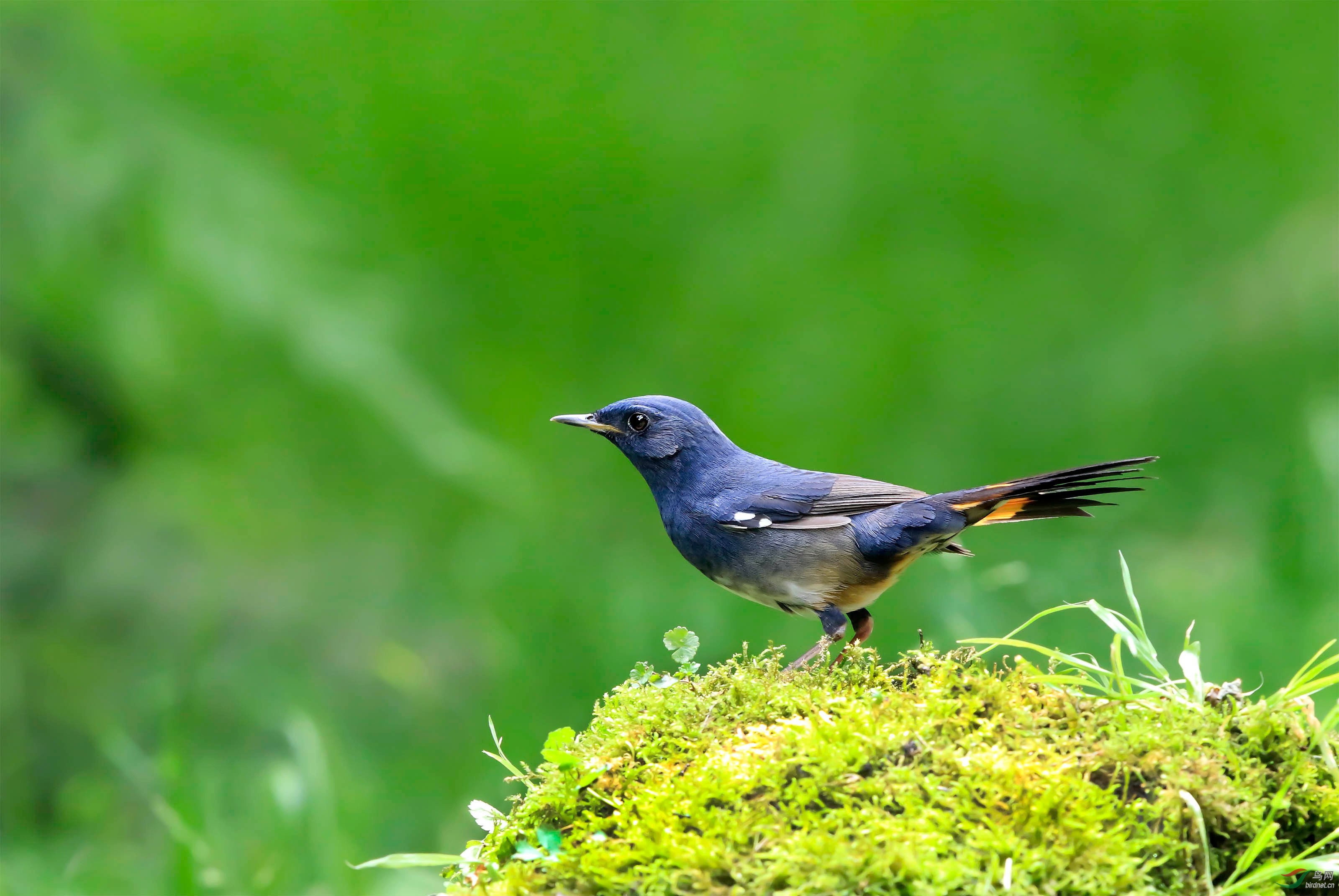 白腹短翅鸲哥哥