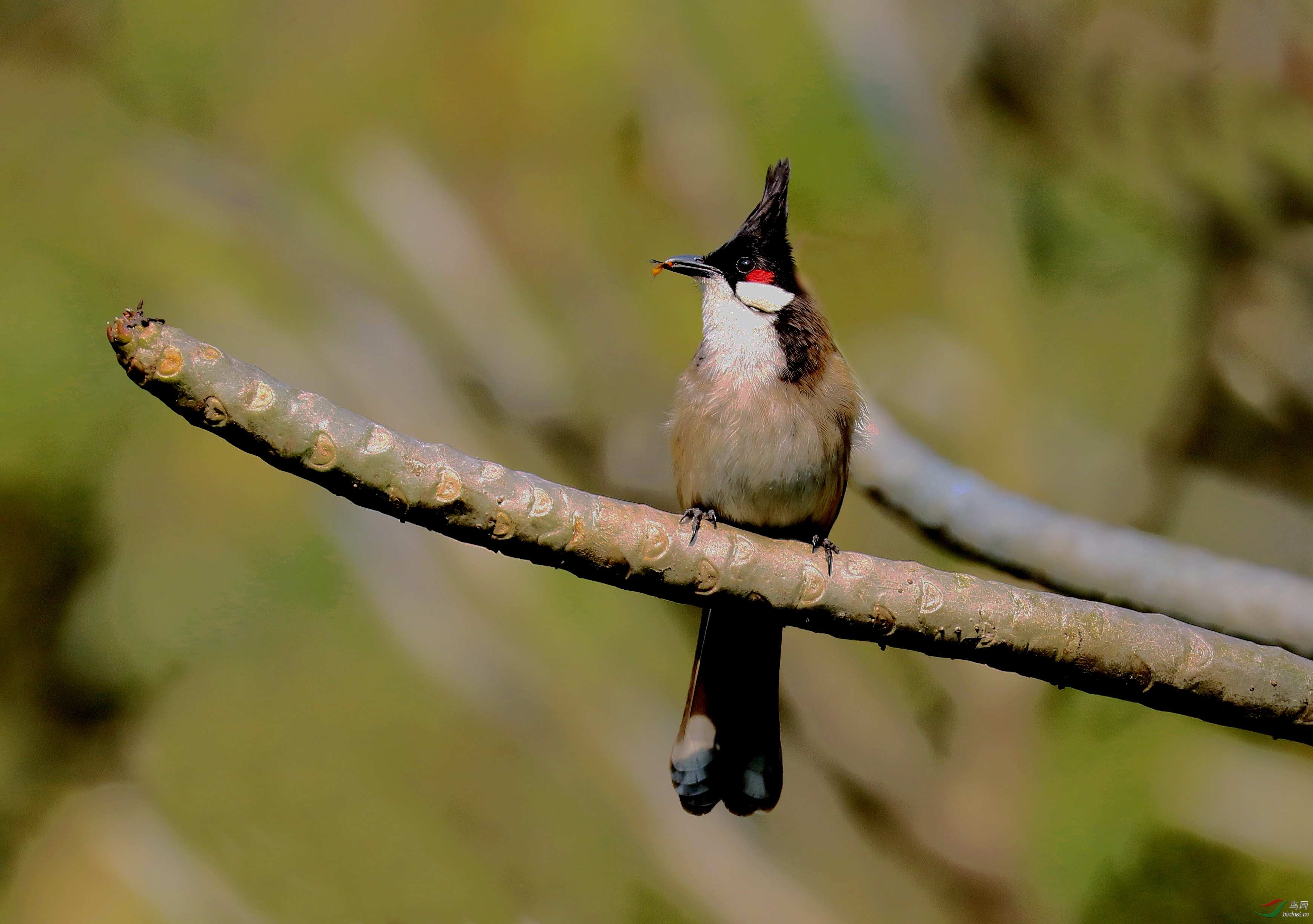 空中啄虫——红耳鹎的惊人本领