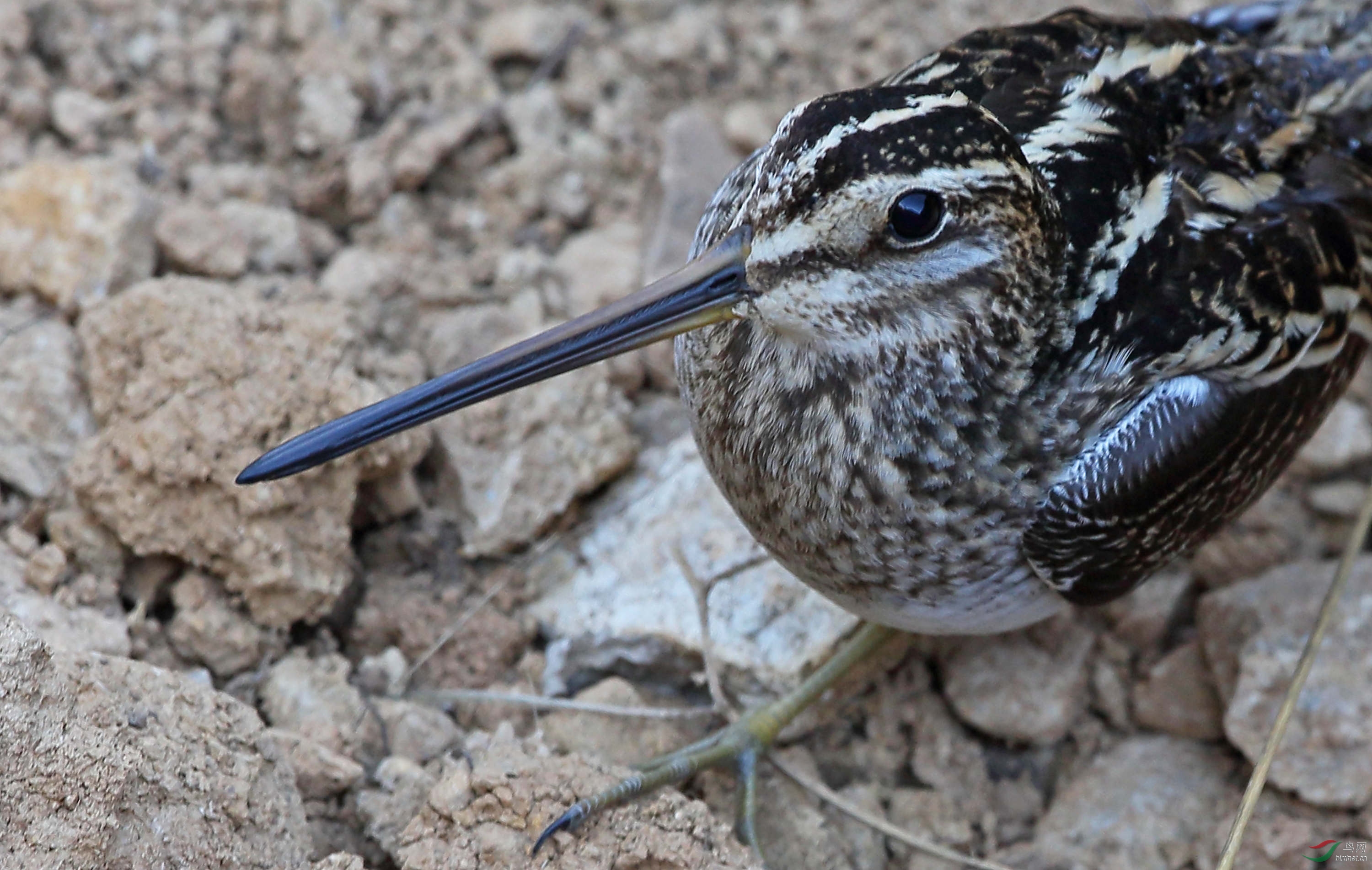 [水鸟] 偶遇"林沙锥" ----拍摄于香格里拉纳帕海