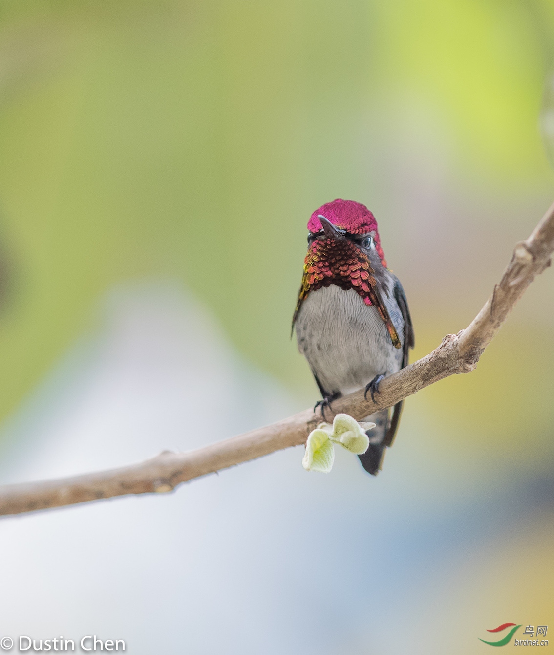 (吸蜜蜂鸟)古巴拍摄全世界最小的鸟 bee hummingbird(恭贺图一获每日