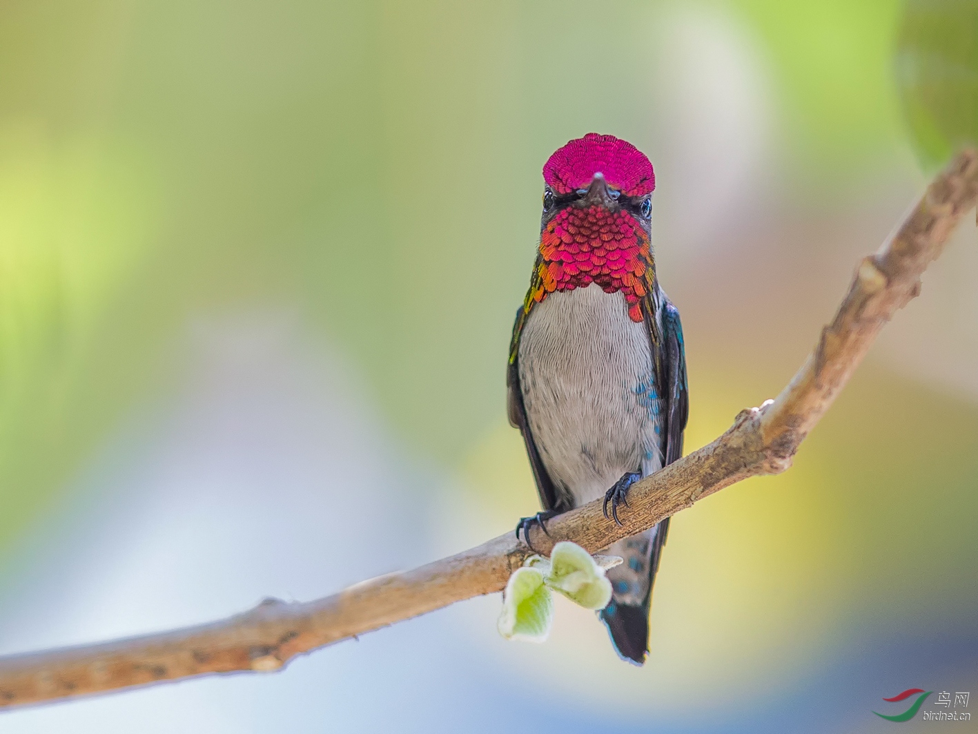 吸蜜蜂鸟古巴拍摄全世界最小的鸟beehummingbird恭贺图一获每日精华