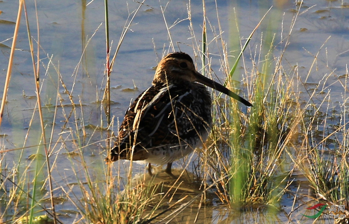 长嘴沙锥秋季迁徙时路过赤峰市松山区初头朗镇池家营子窑子沟暂歇停留