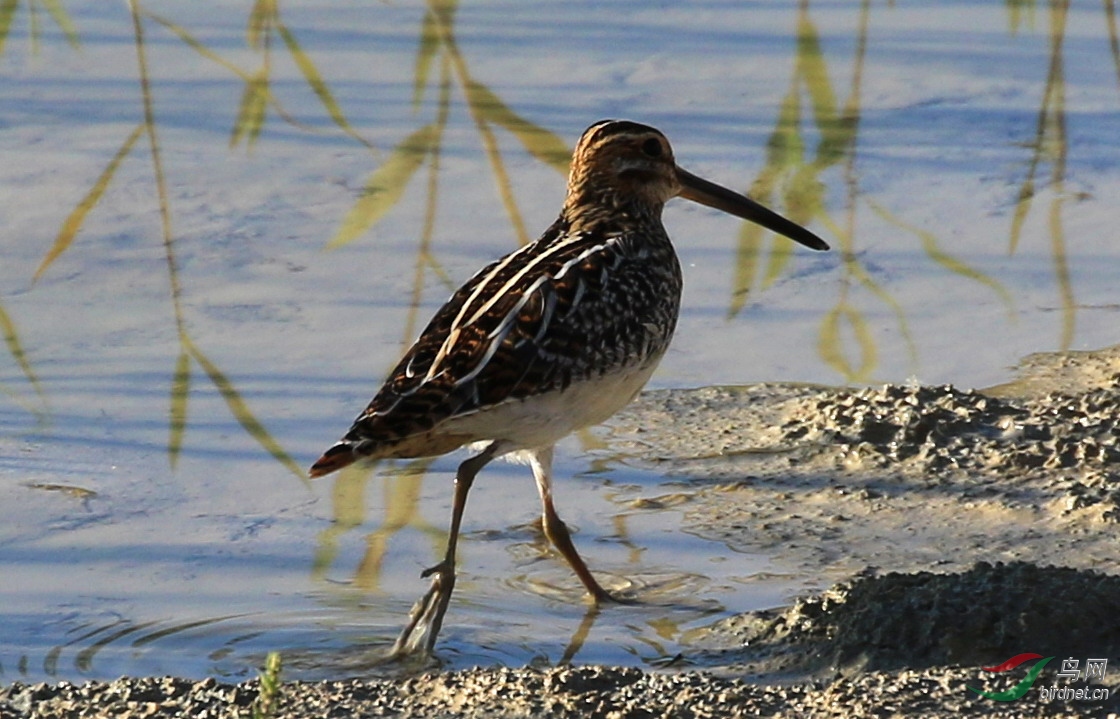 长嘴沙锥秋季迁徙时路过赤峰市松山区初头朗镇池家营子窑子沟暂歇停留