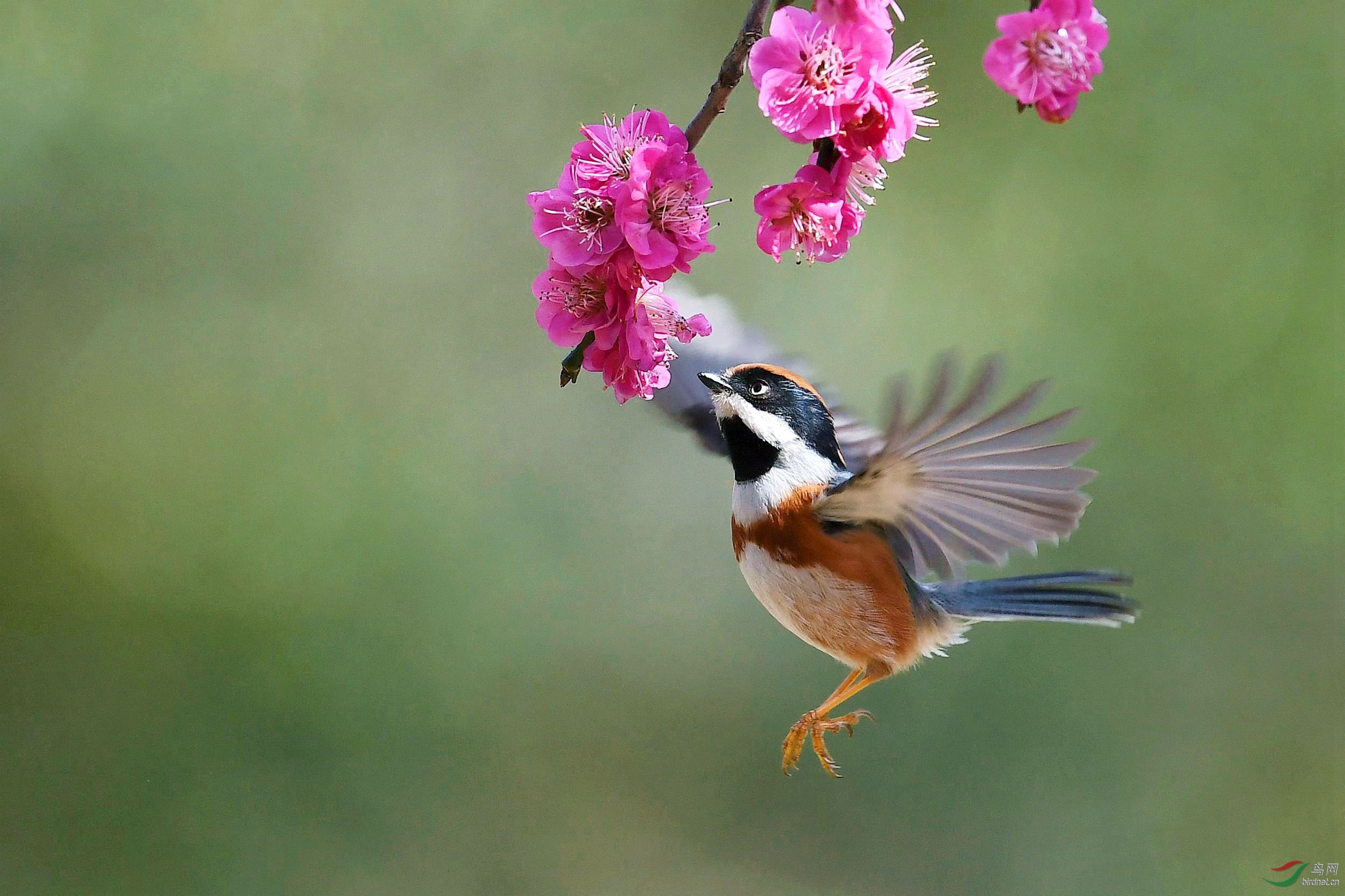 春回大地百花齐放