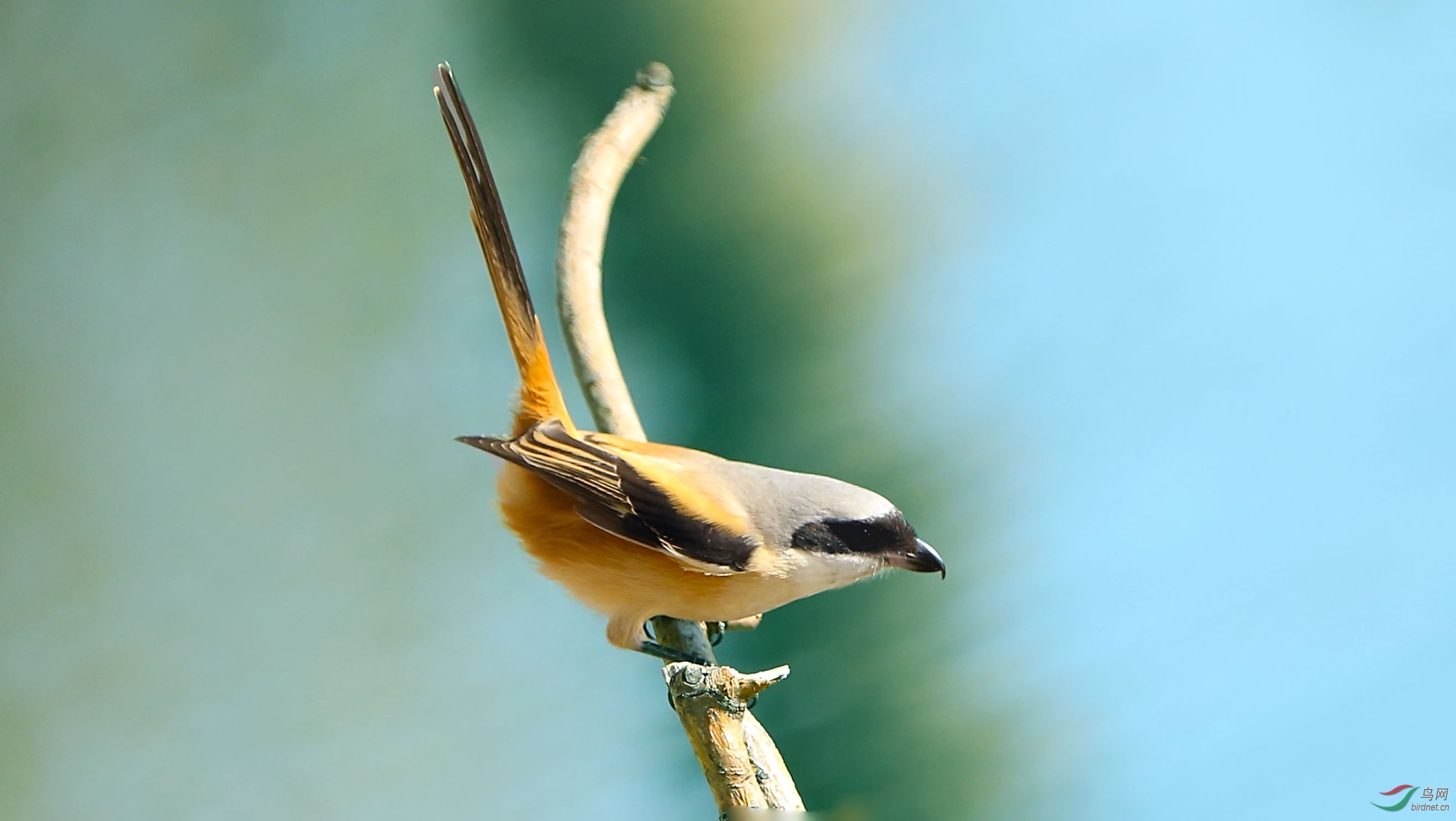 翘尾巴的棕背伯劳