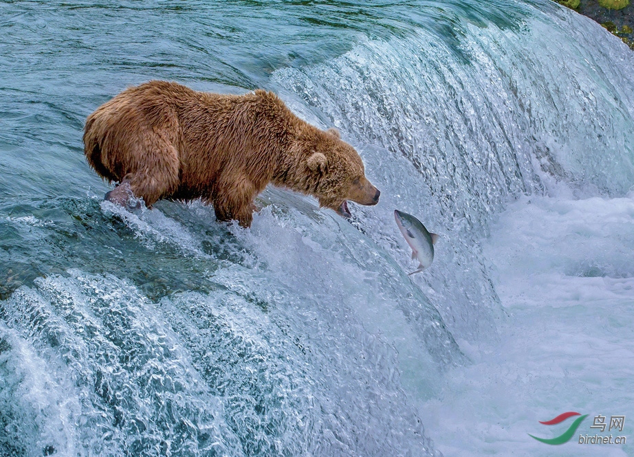 动物捕鱼高手棕熊