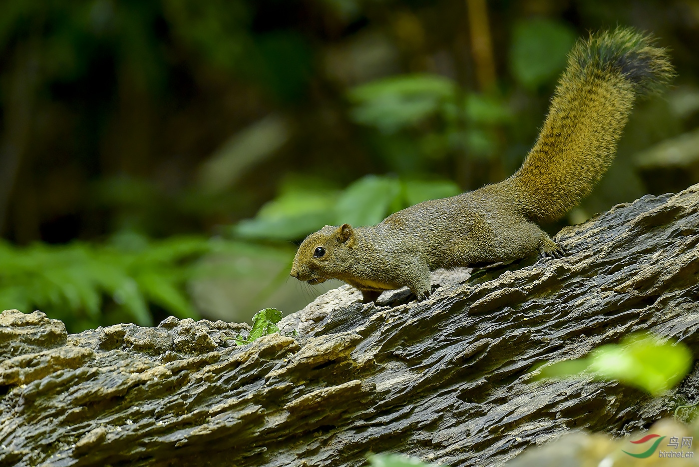 不一样的尾巴-松鼠