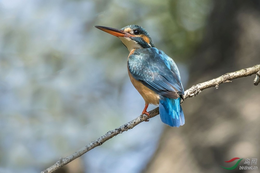 小妖精小翠雌鸟