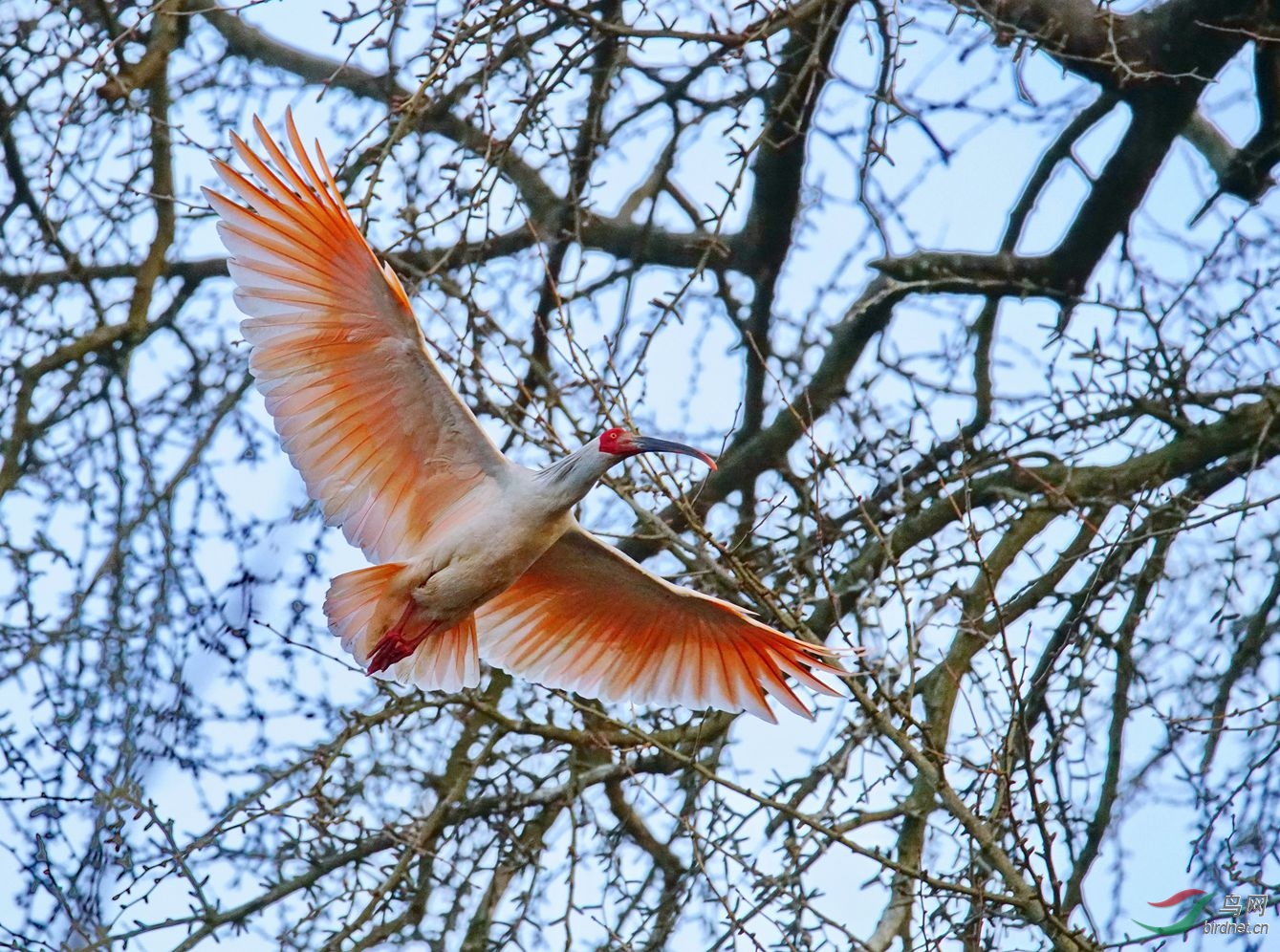 绕树三匝何枝可依