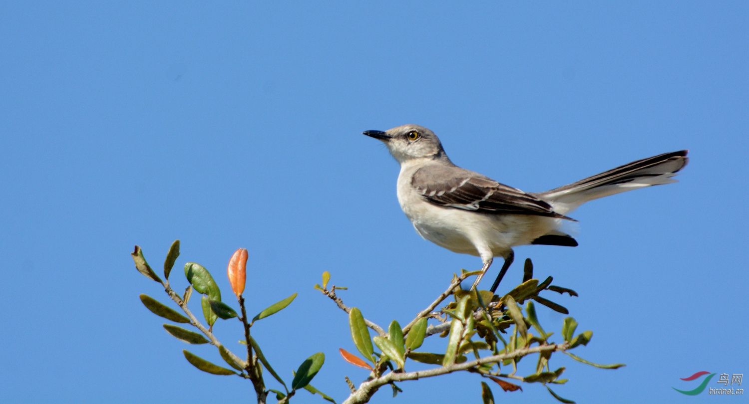 神采奕奕小嘲鸫