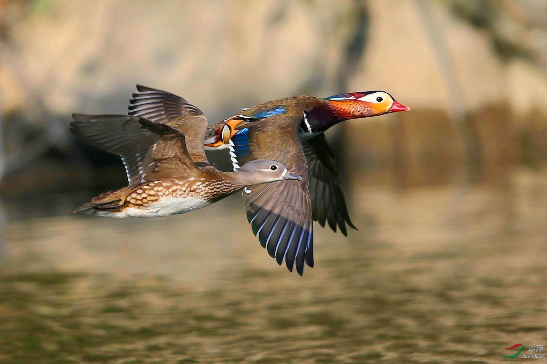 【飞翔的鸳鸯】