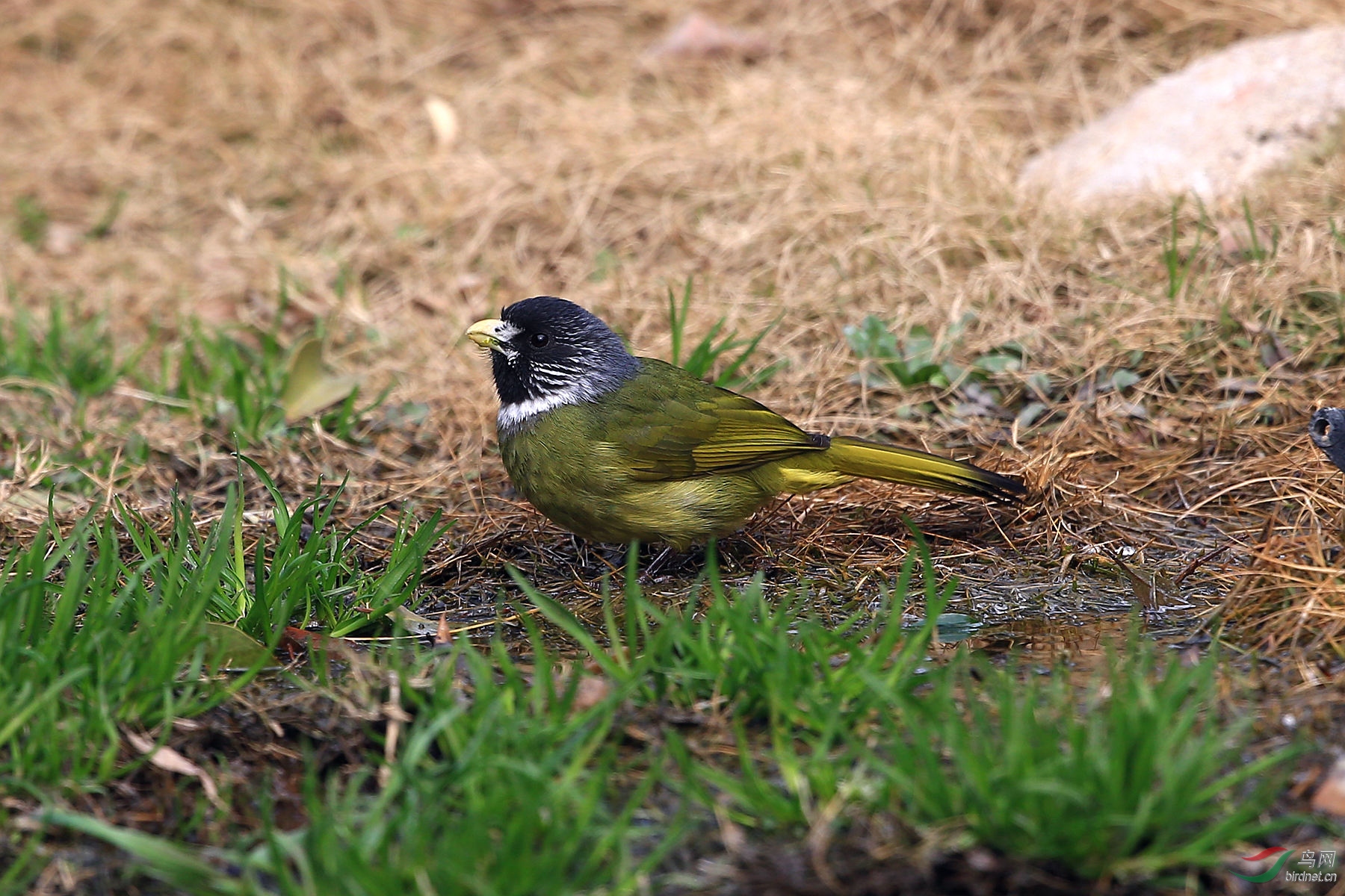 饮水的领雀嘴鹎