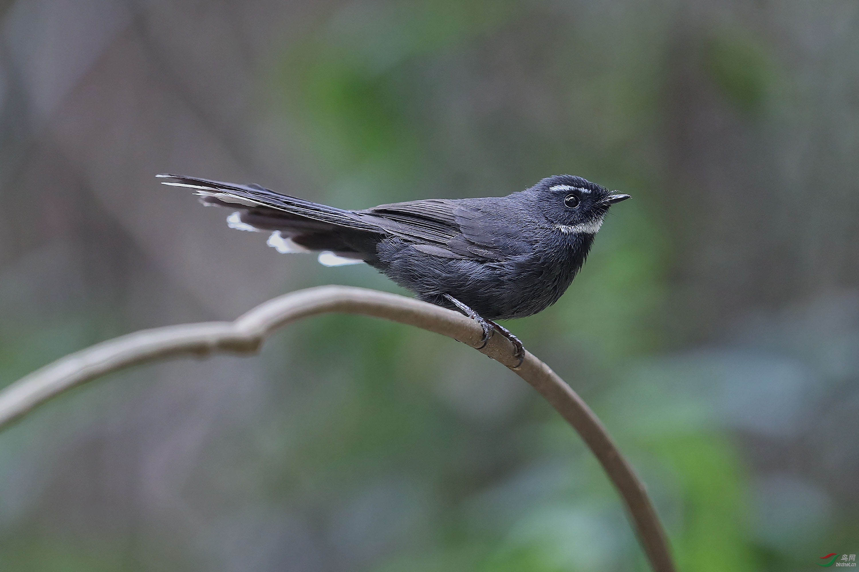 白喉扇尾鹟