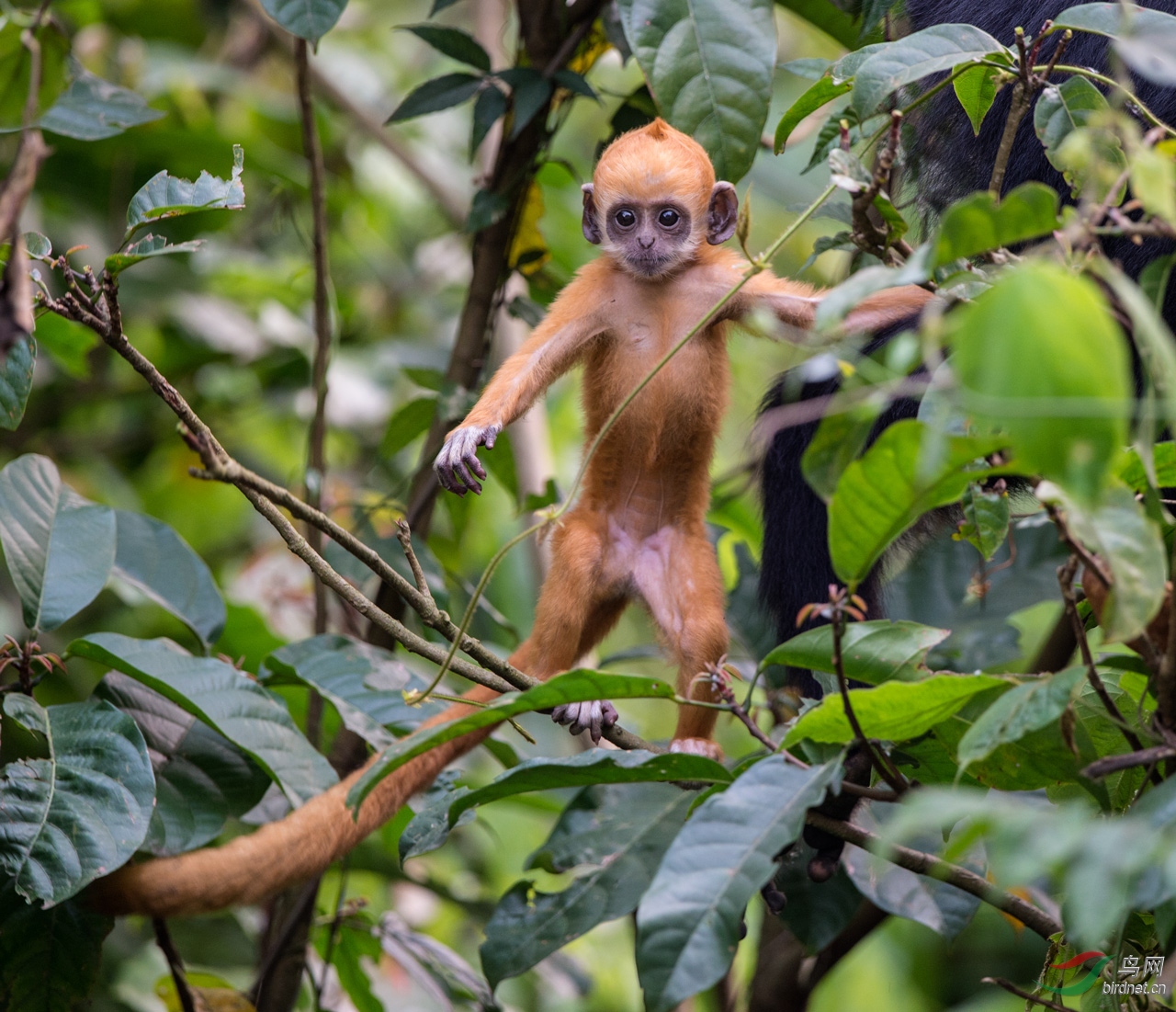 初次亮相白头叶猴幼崽