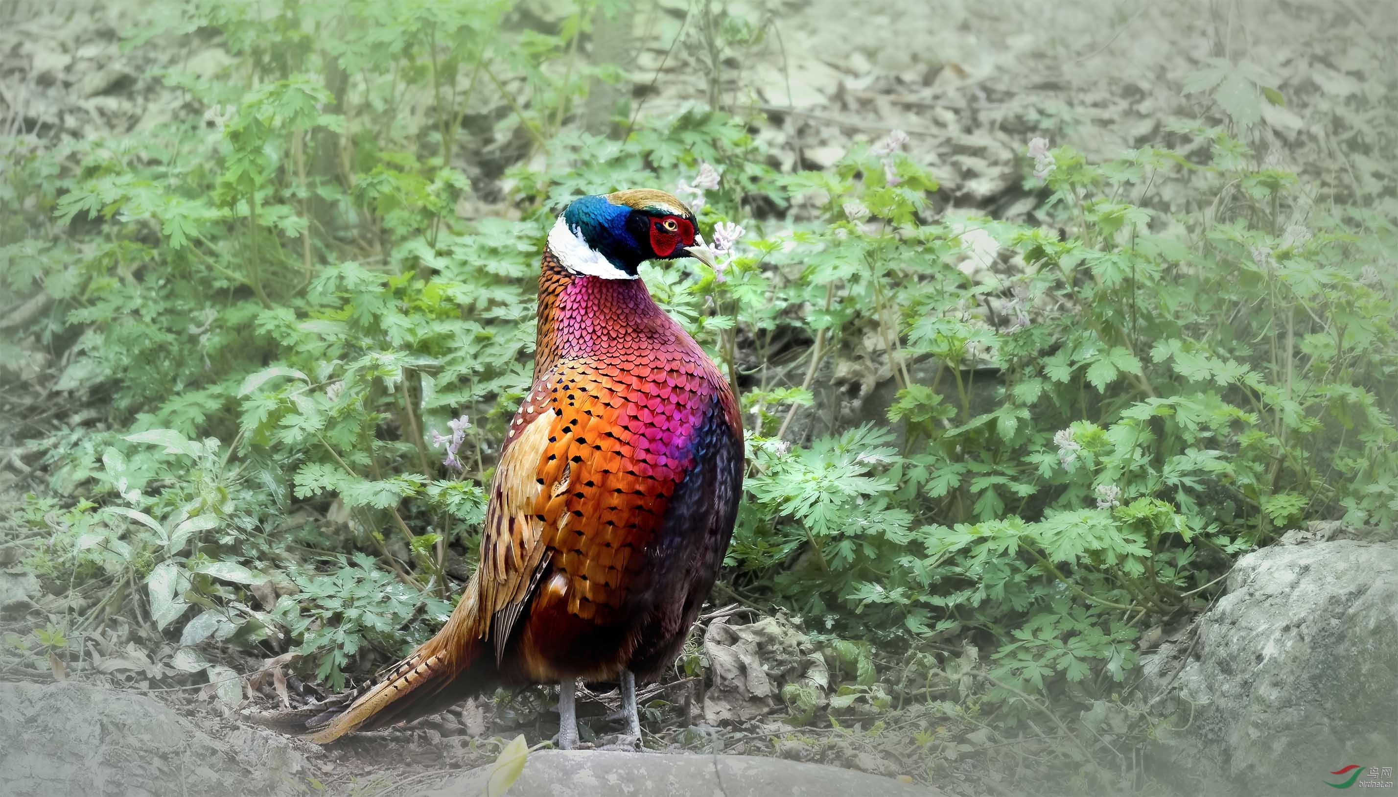 长尾短尾——雉鸡