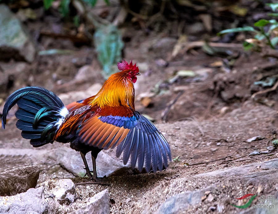 红原鸡——祝周末快乐!