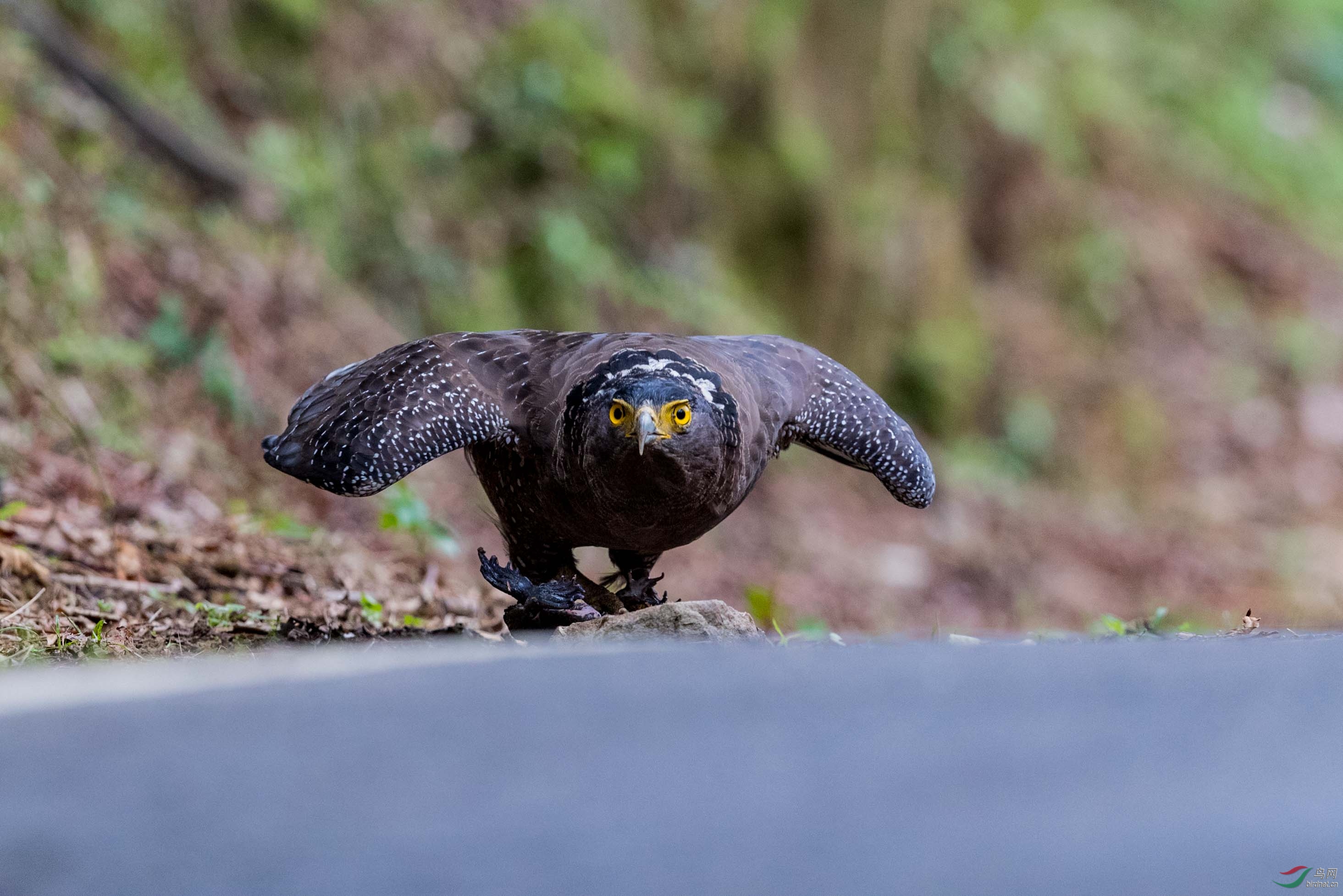 蛇雕捕食起飞连拍