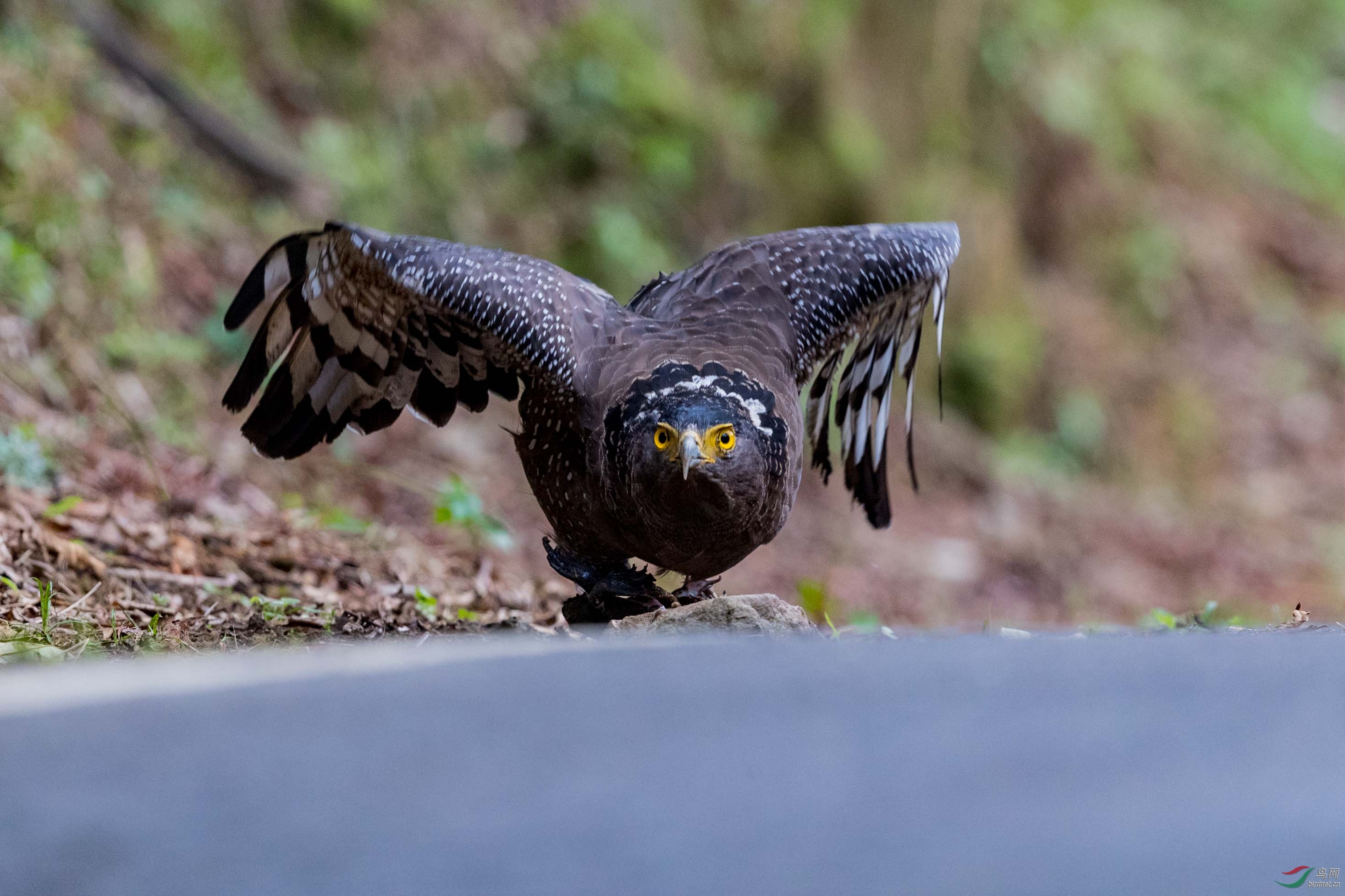 蛇雕捕食起飞连拍