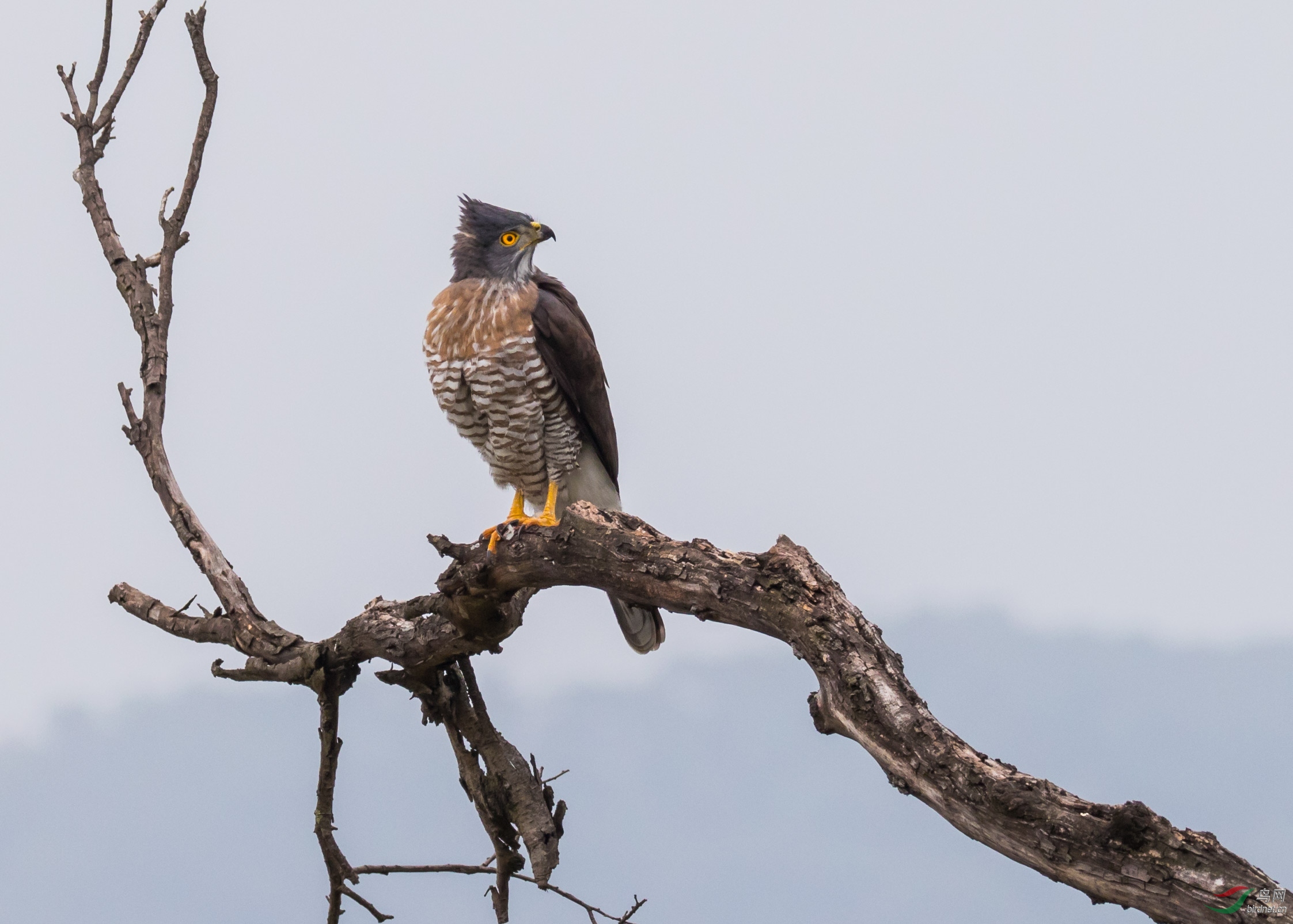 金鸡山上的凤头鹰