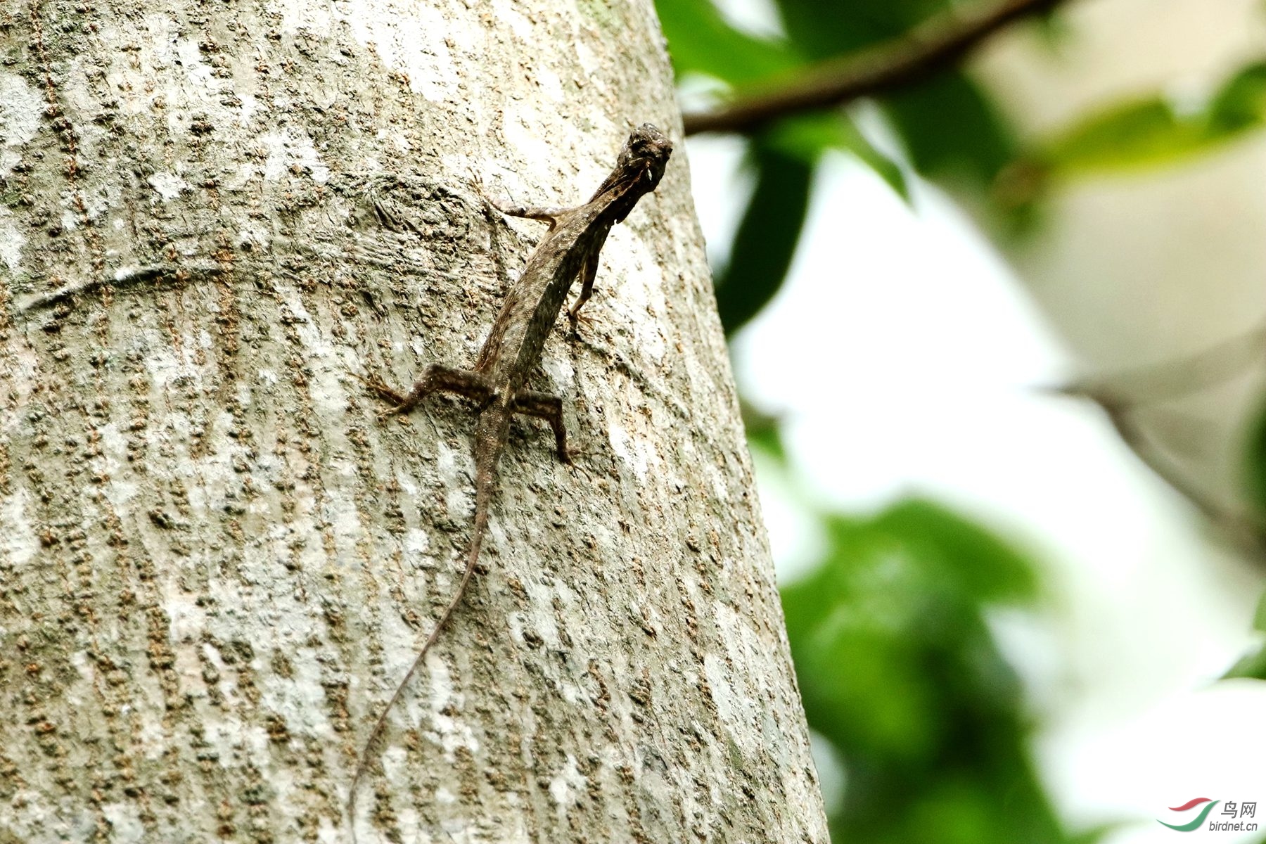 会飞的蜥蜴