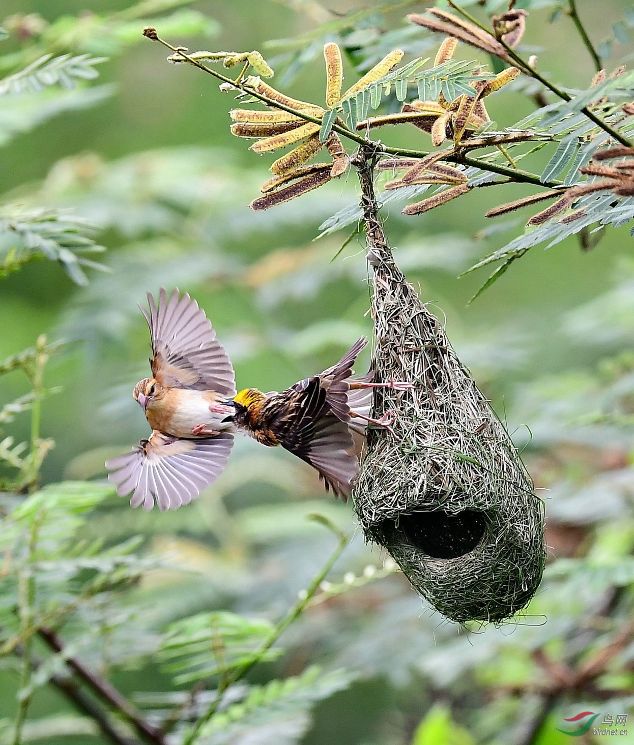 黄胸织布鸟的争巢大战