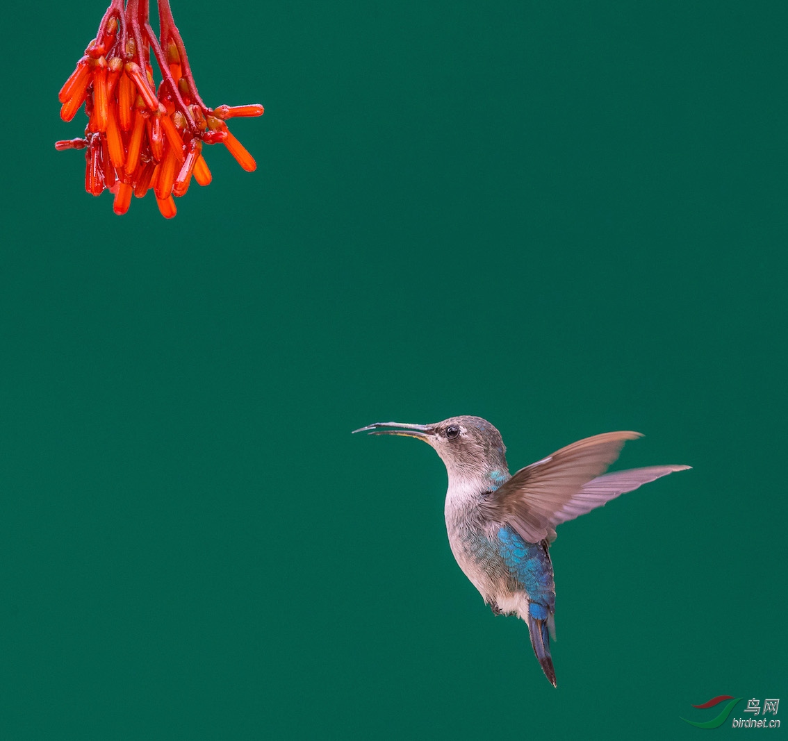 世界体积最小鸟beehummingbird吸食花蜜照片