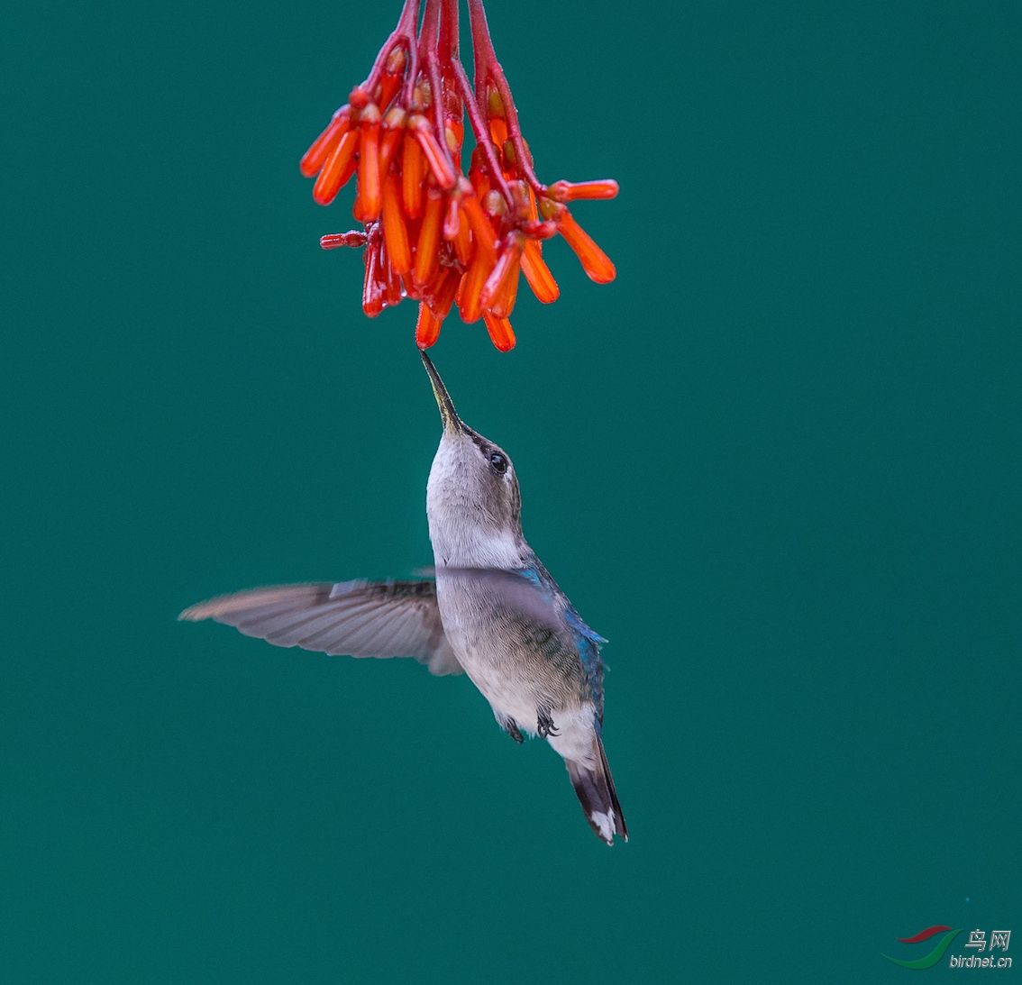 世界体积最小鸟beehummingbird吸食花蜜照片