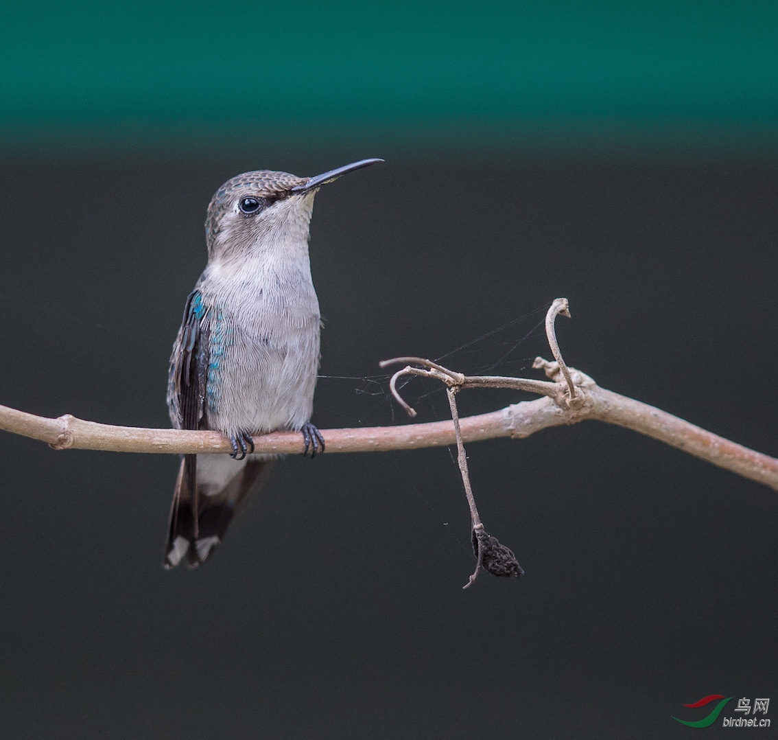 世界体积最小鸟beehummingbird吸食花蜜照片
