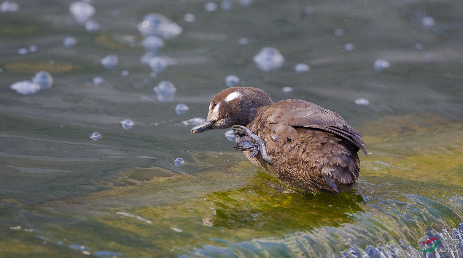 京城热点丑鸭雌