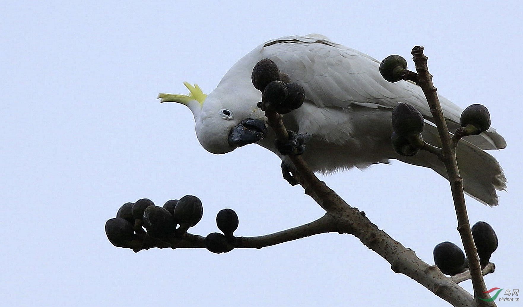 葵花鳳頭鸚鵡現身深圳灣