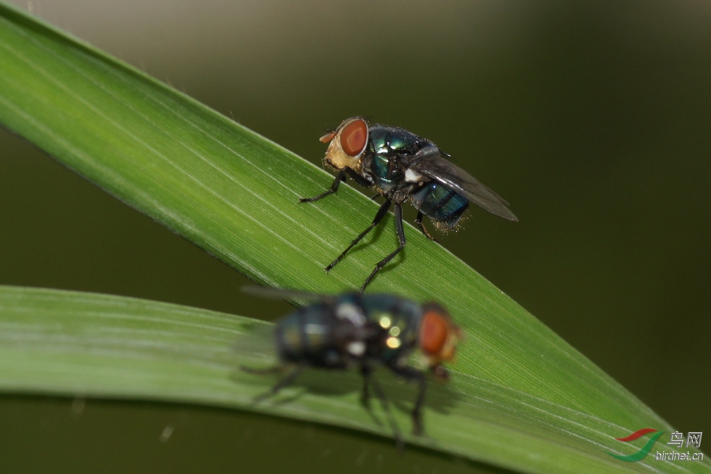 苍蝇恶心者慎入