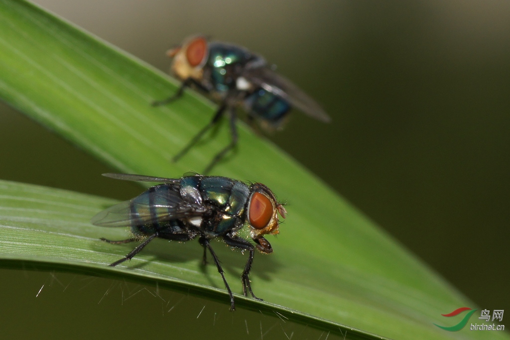 苍蝇恶心者慎入