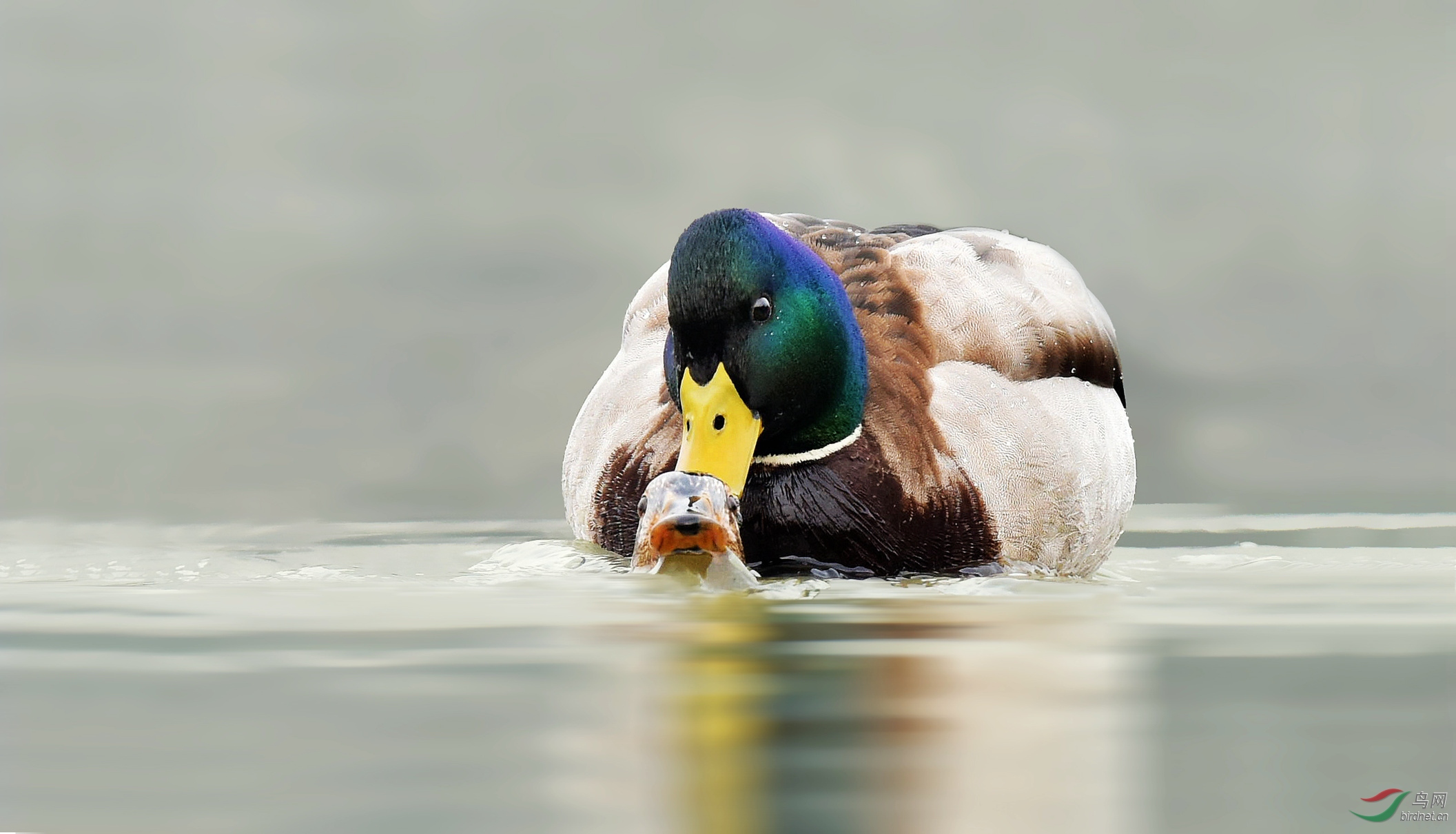 绿头鸭交配的故事