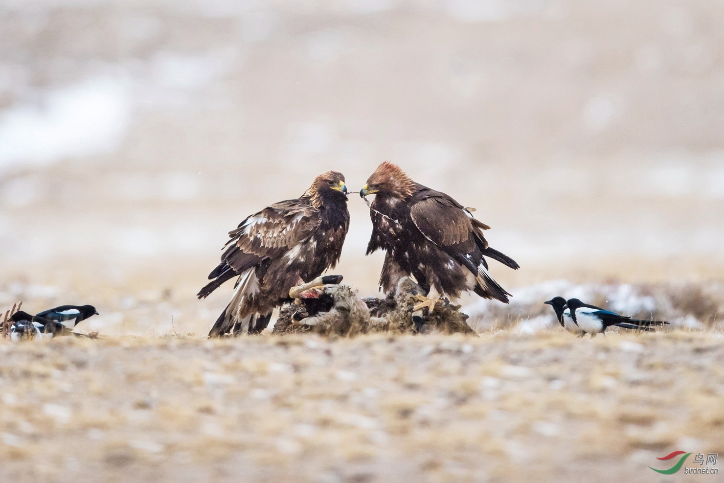 金雕夫妻斗秃鹫