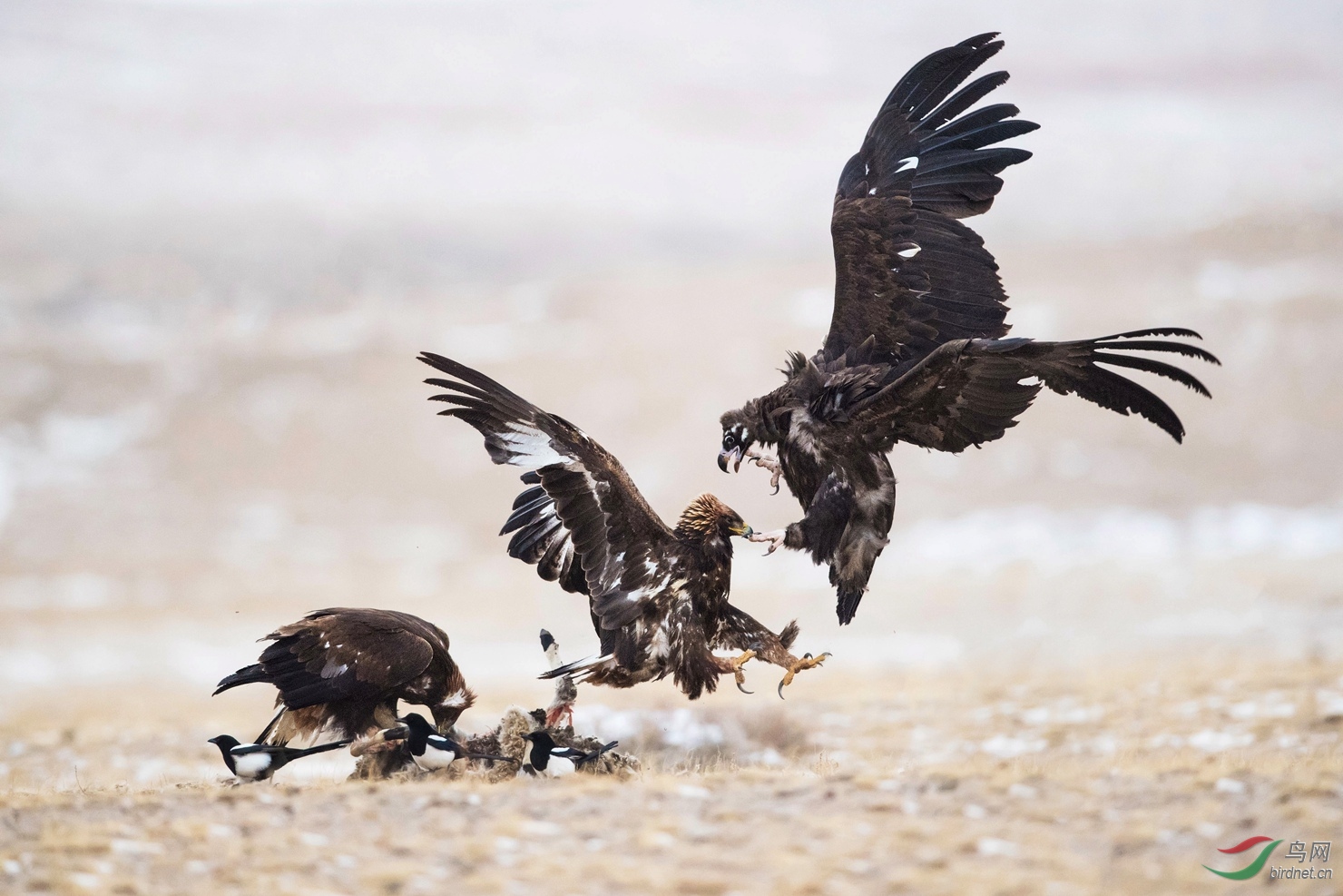 金雕夫妻斗秃鹫
