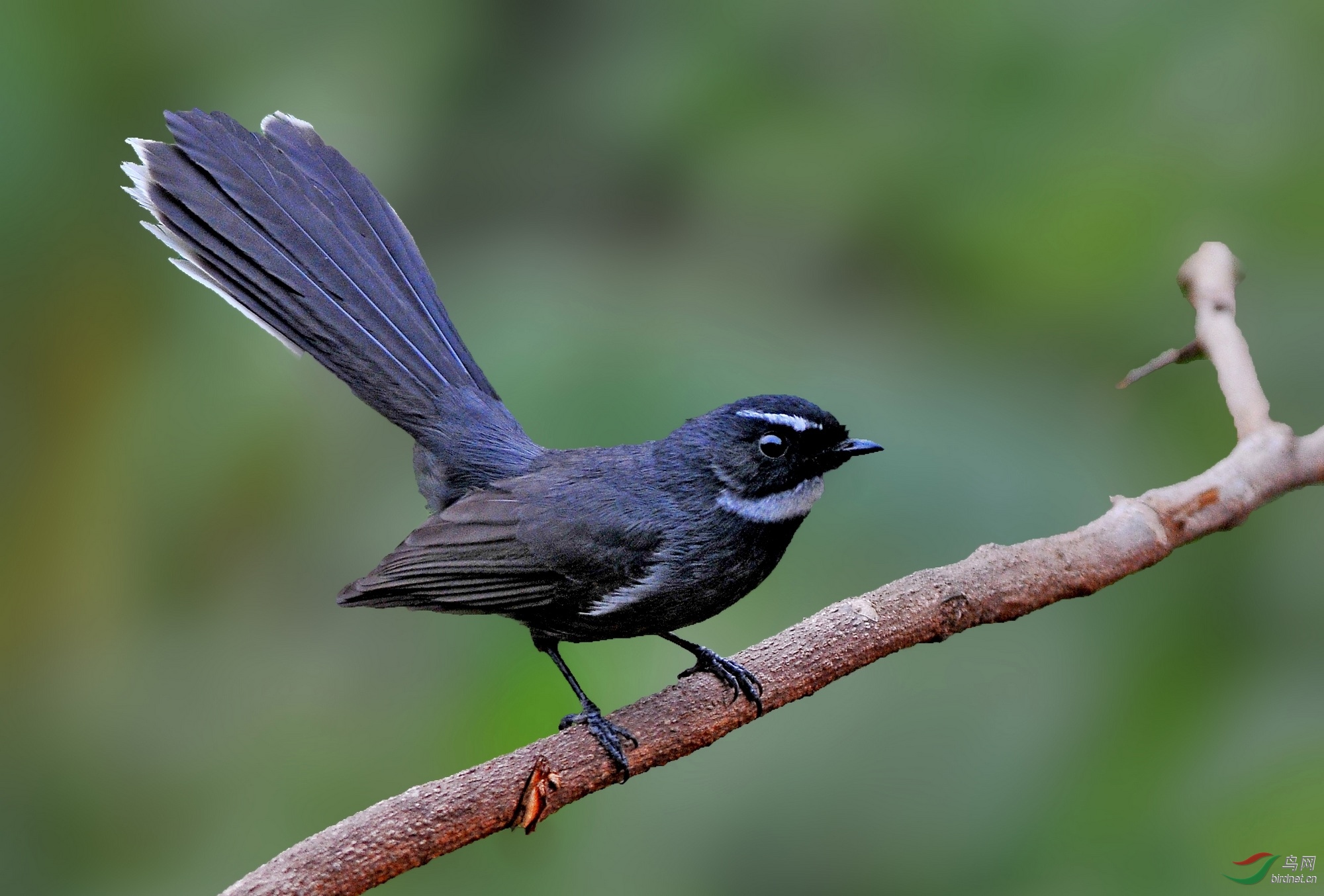 圆睁怒目白喉扇尾鹟
