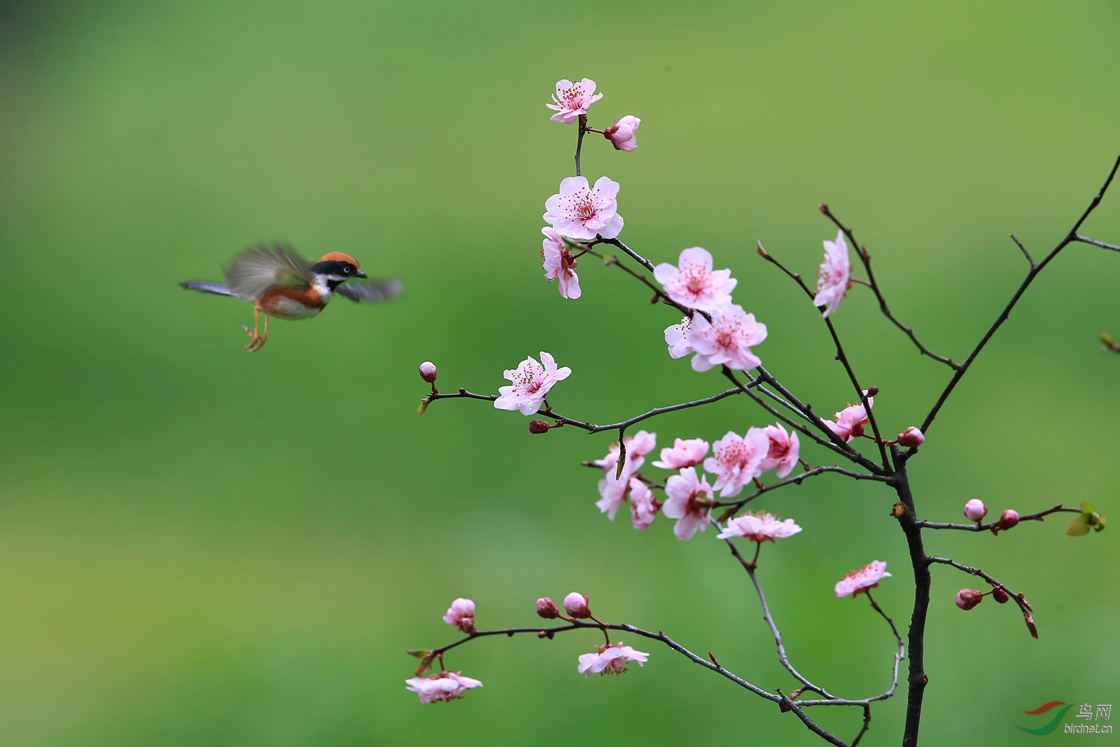 春天来了.