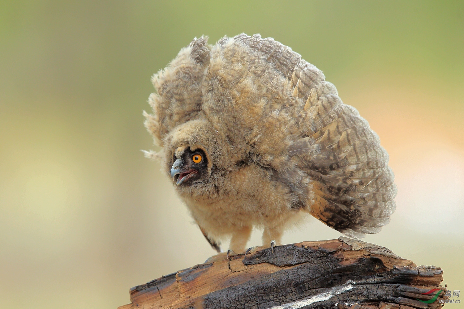 长耳鸮(幼鸟)!