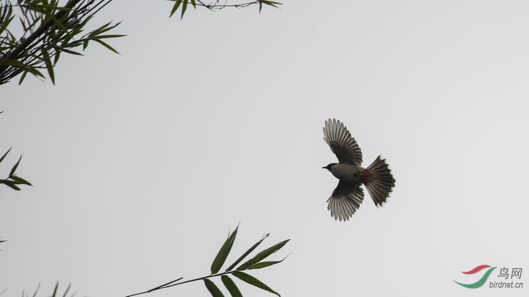 ������С DSC_1867-1.jpg