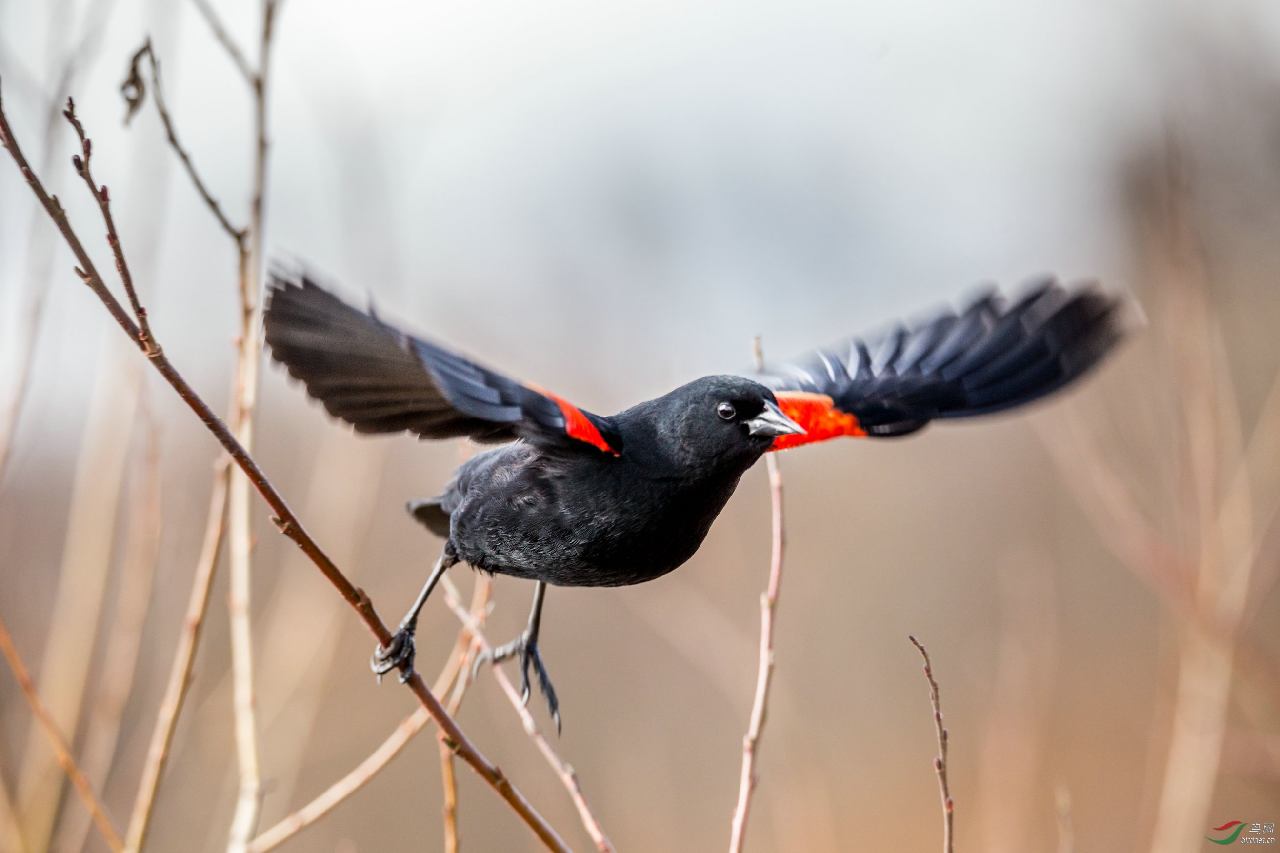 红翅黑鹂