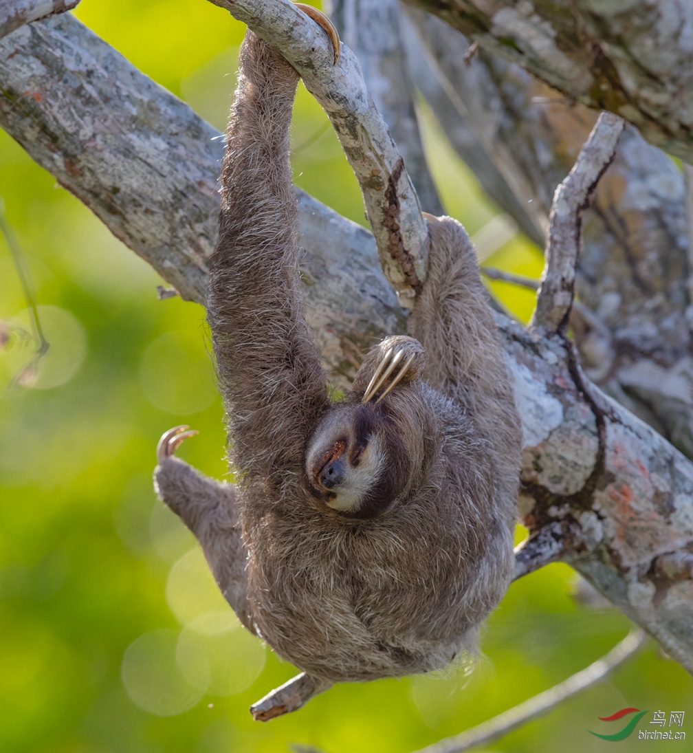 三趾树懒拍摄于巴拿马