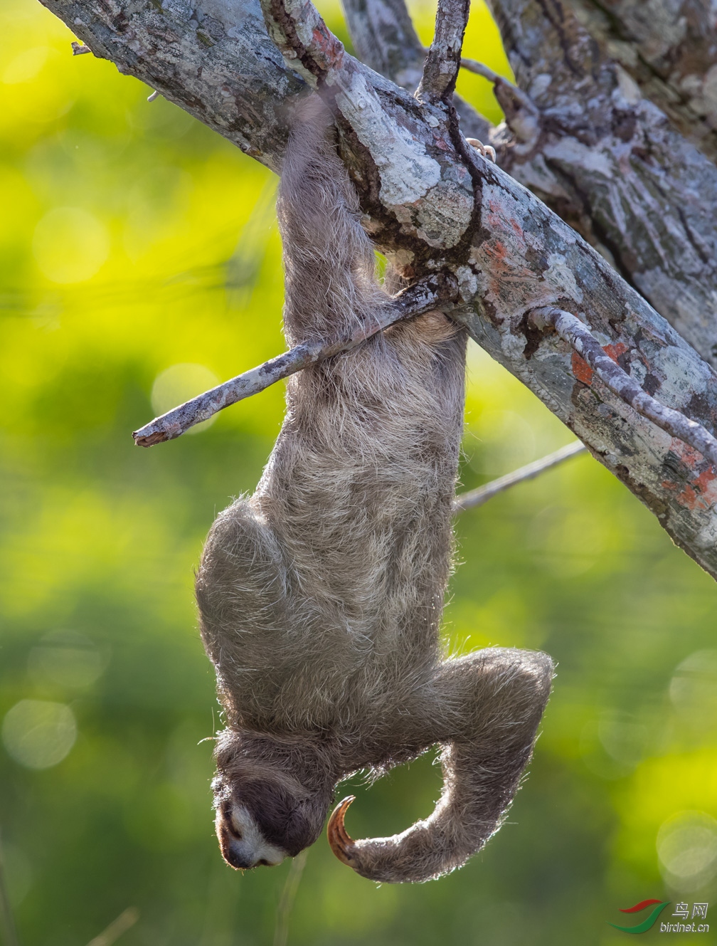 三趾树懒拍摄于巴拿马