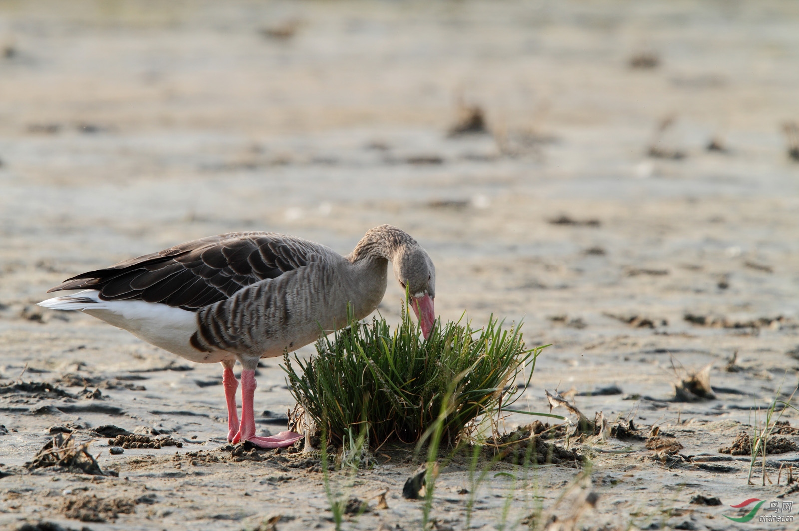 灰雁觅食