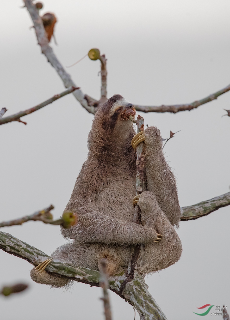 三趾树懒,拍摄于巴拿马