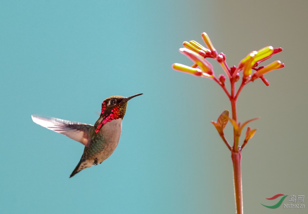 beehummingbird世界最小鳥求偶期羽毛紫色飛版